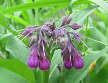 Το βότανο που θα σε απαλλάξει μια και καλή από το άγχος (φώτο)